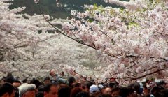 你見過空無一人的中山公園櫻花大道嗎？美！